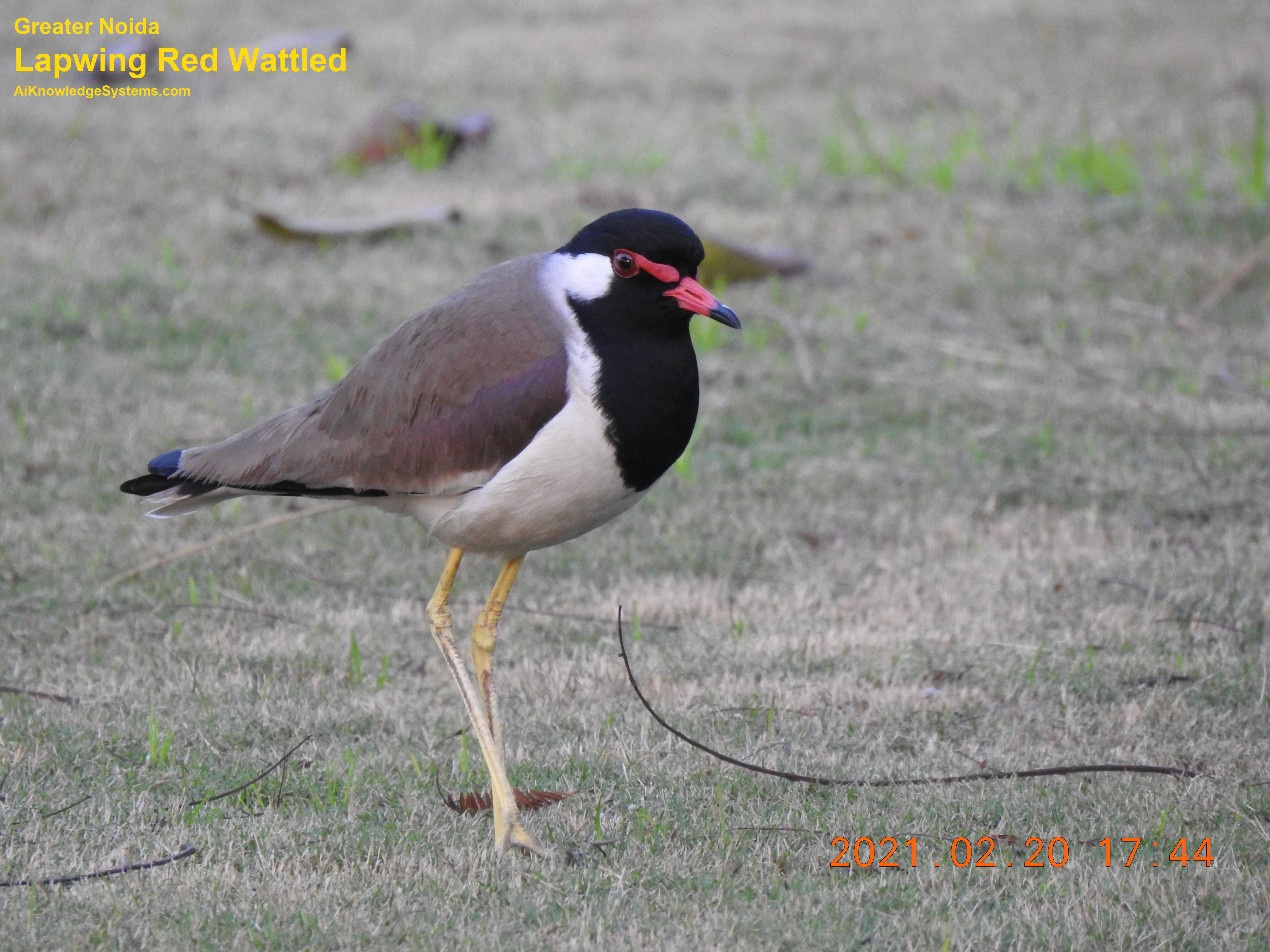 Lapwing Red Wattled (11) Coming Soon